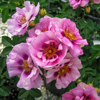Easy on the Eyes™ Shrub Rose