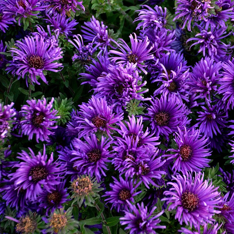 Grape Crush Aster