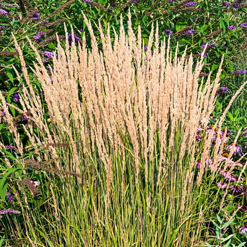 Karl Foerster Feather Reed Grass