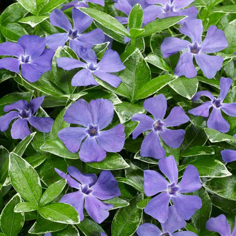 Ralph Shugert Vinca Vine | Spring Hill Nursery