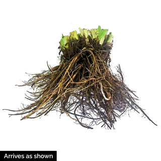 Spacecoast Behavior Pattern Daylily