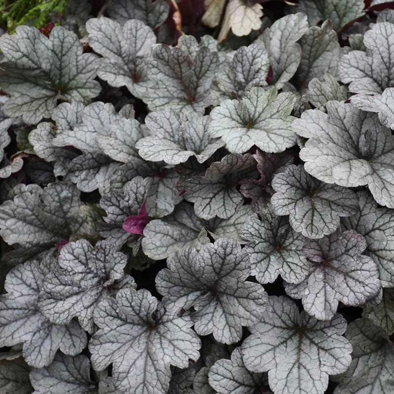 Smoke And Mirrors Heuchera