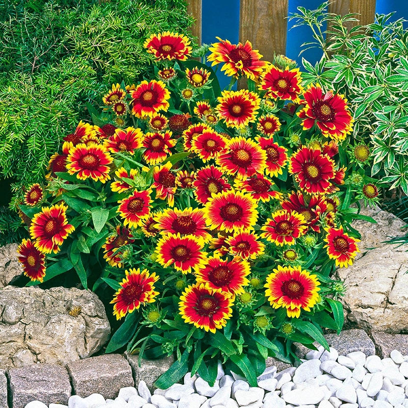 Arizona Sun Gaillardia Shop Blanket Flower Spring Hill Spring arizona-sun-gaillardia-shop-blanket-flower-spring-hill-spring