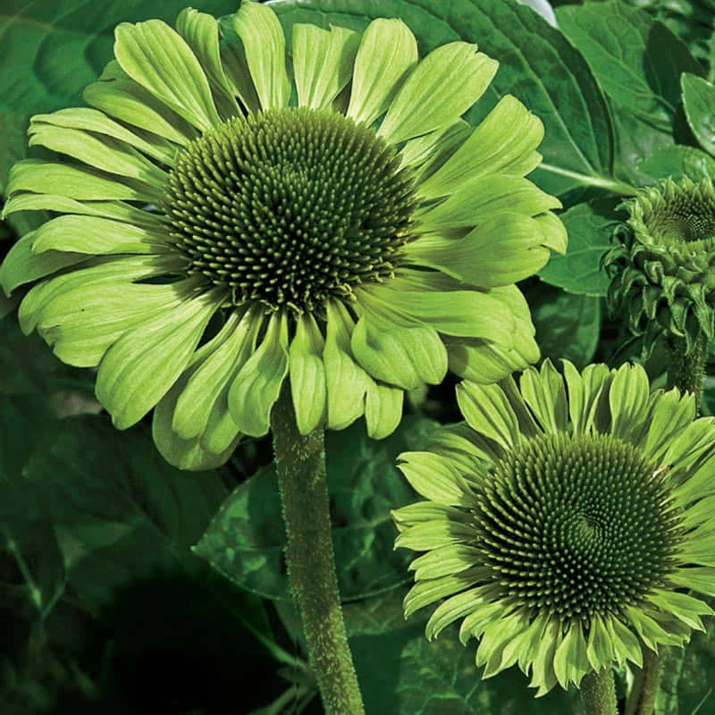 Coneflower Green Jewel