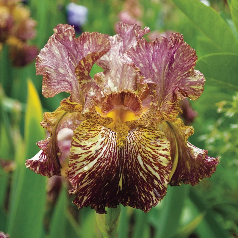 Bewilderbeast KickStart™ Bearded Iris