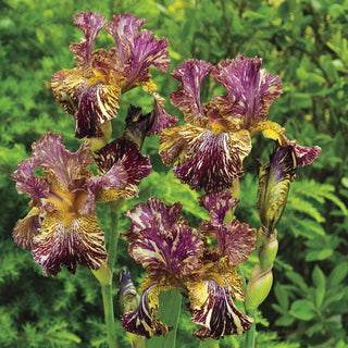 Bewilderbeast KickStart™ Bearded Iris
