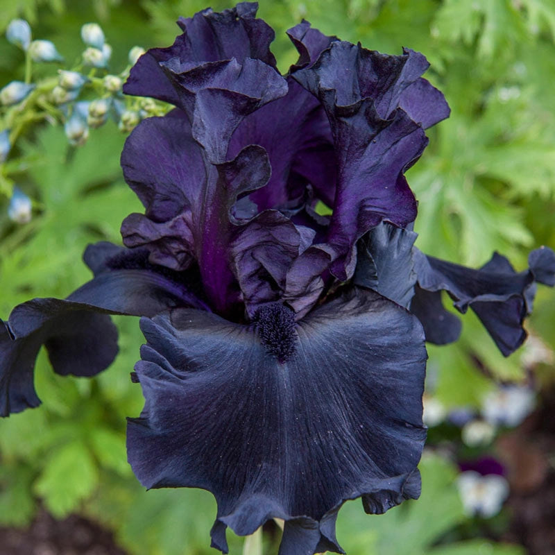 Black is Black Bearded Iris | Spring Hill Nurseries Black is Black Bearded Iris | Spring Hill Nurseries