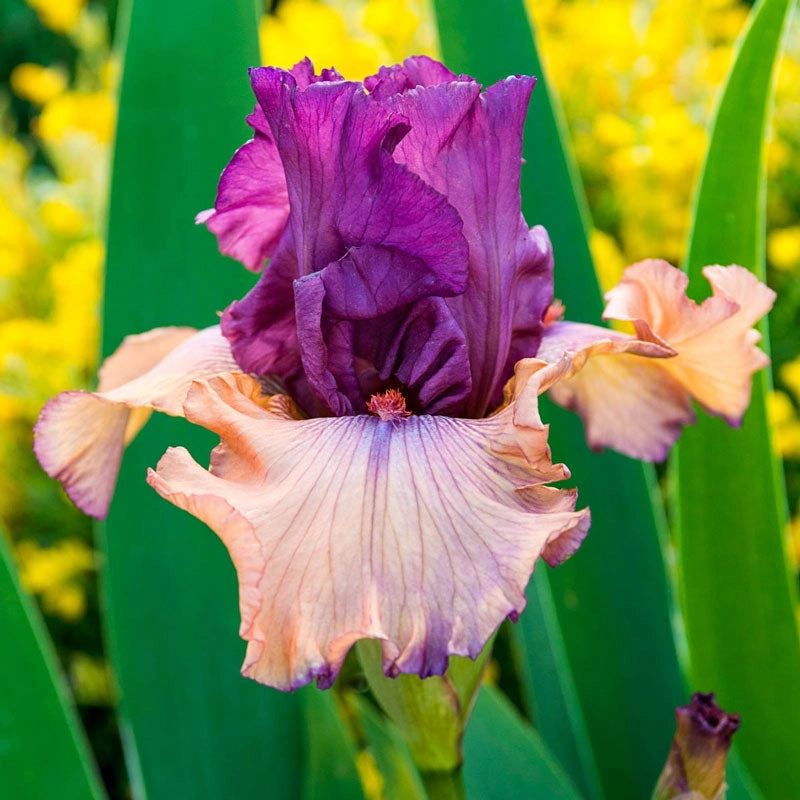 Finishing School German Iris | Spring Hill Nurseries