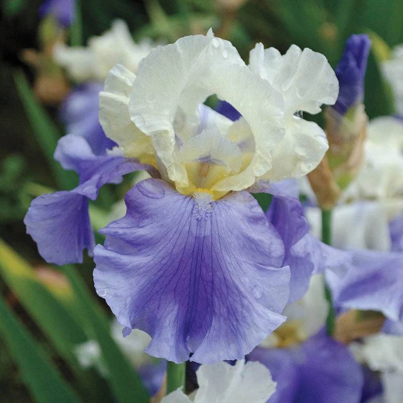 Stairway To Heaven German Iris