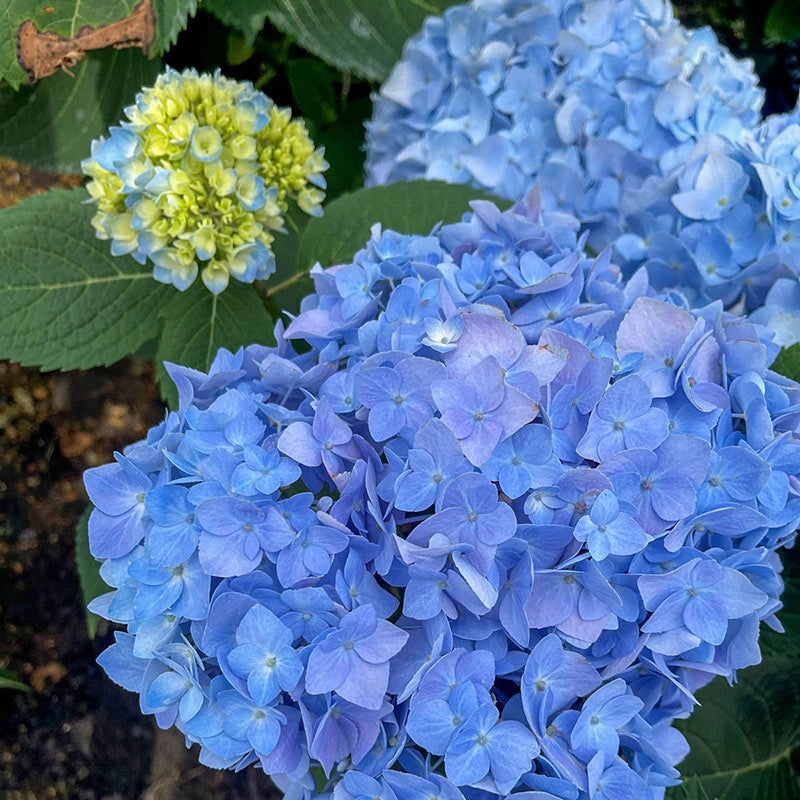 Ibloom Azure Skies Hydrangea | Spring Hill Ibloom Azure Skies Hydrangea | Spring Hill