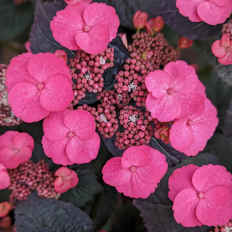 Pink Dynamo™ Hydrangea