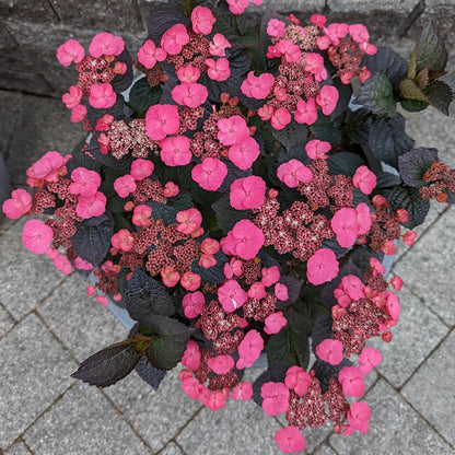 Pink Dynamo™ Hydrangea