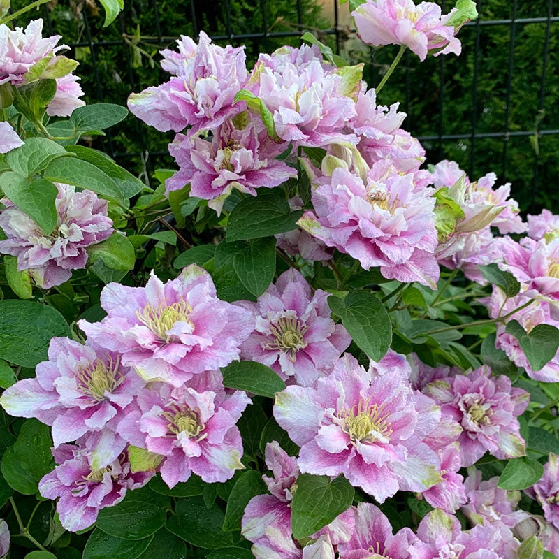 Clemas Spring Clematis Strawberry Shortcake - Shop Clematis | Spring Hill Nurseries ...