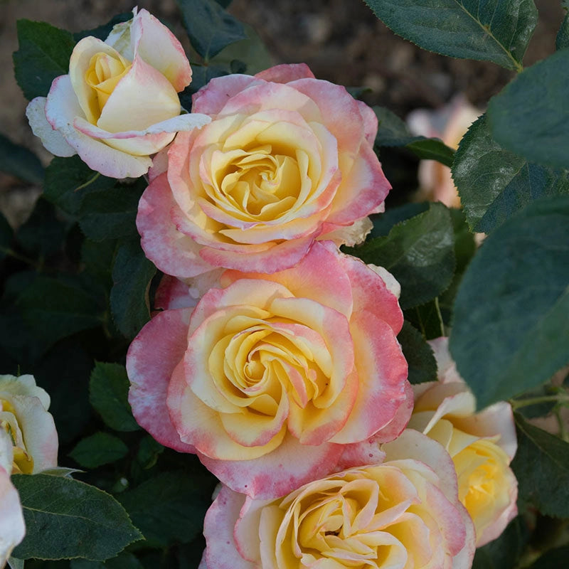 Make Me Blush Hybrid Tea Rose - Pink and Yellow| Spring Hill