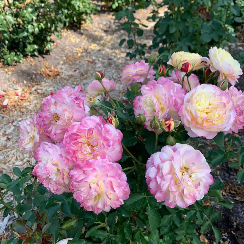 Yellow Spring Hill Roses Make Me Blush Hybrid Tea Rose - Pink and Yellow| Spring Hill – Spring ...