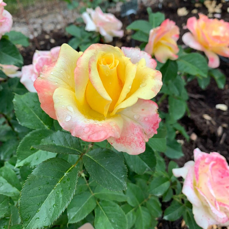 Yellow Spring Hill Roses Make Me Blush Hybrid Tea Rose - Pink and Yellow| Spring Hill – Spring ...