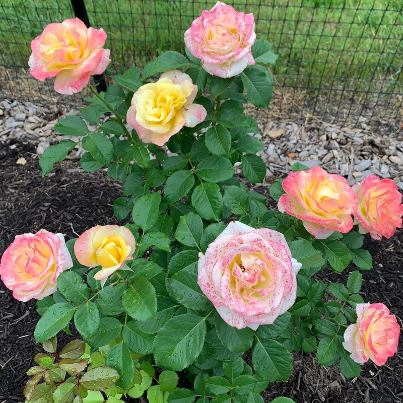 Yellow Spring Hill Roses Make Me Blush Hybrid Tea Rose - Pink and Yellow| Spring Hill – Spring ...
