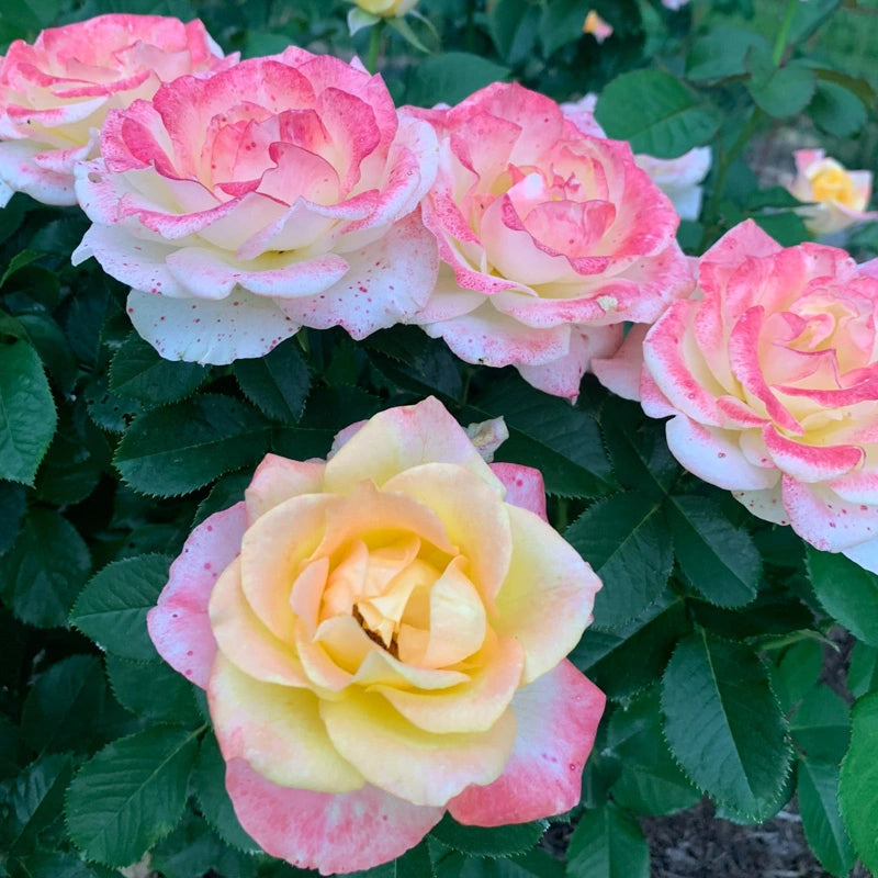 Make Me Blush™ Hybrid Tea Rose