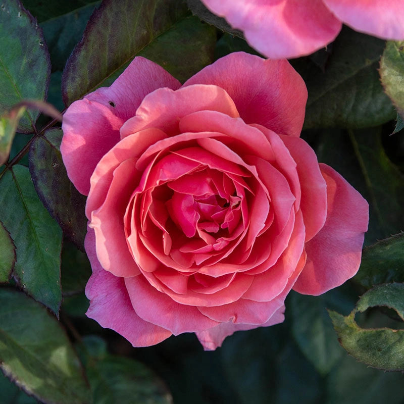 Grandiflora Roses - Shop Grandiflora Rose Bushes | Spring Hill – Spring ...