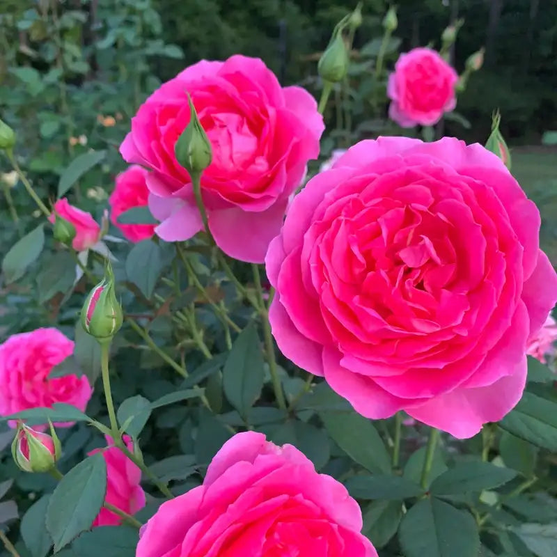 Miss Manners™ Grandiflora Rose