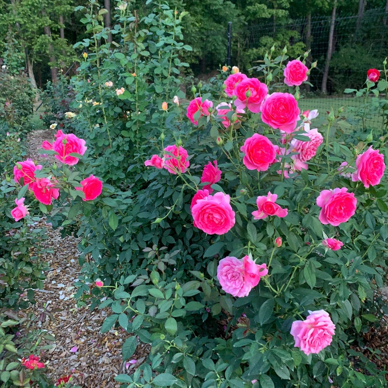 Miss Manners™ Grandiflora Rose