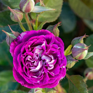 Cosmic Clouds™ Shrub Rose
