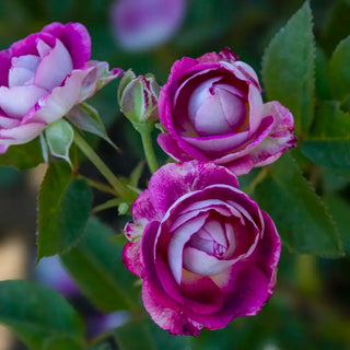 Cosmic Clouds™ Shrub Rose