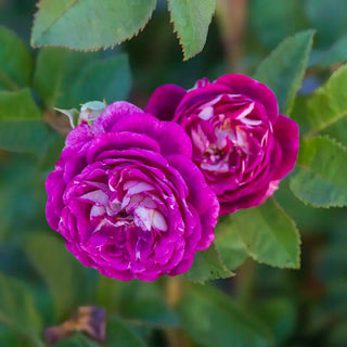 Cosmic Clouds™ Shrub Rose