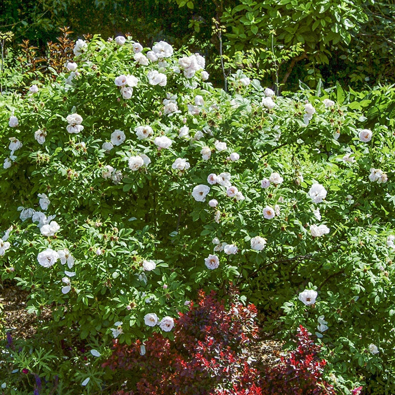 Snow Pavement Shrub Rose