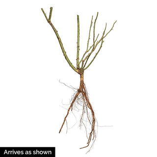 Snow Pavement Shrub Rose