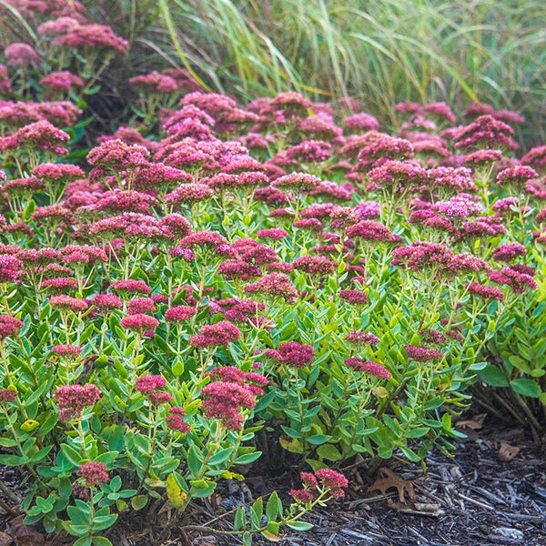autumn succulent plant Autumn Joy Sedum - Shop Succulents