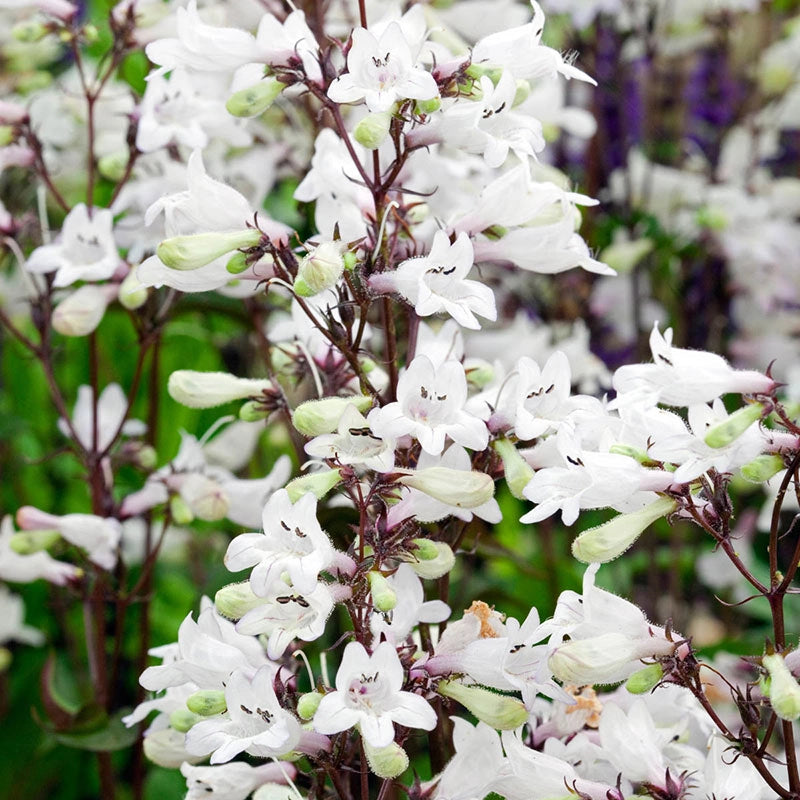 Husker Red Penstemon