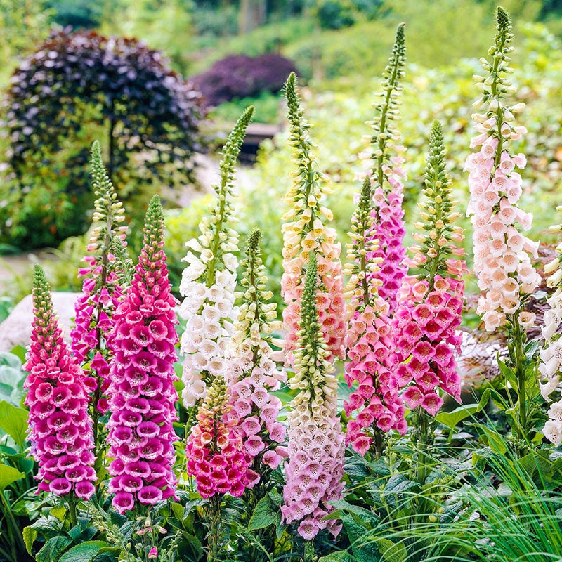 Excelsior Foxglove Mix