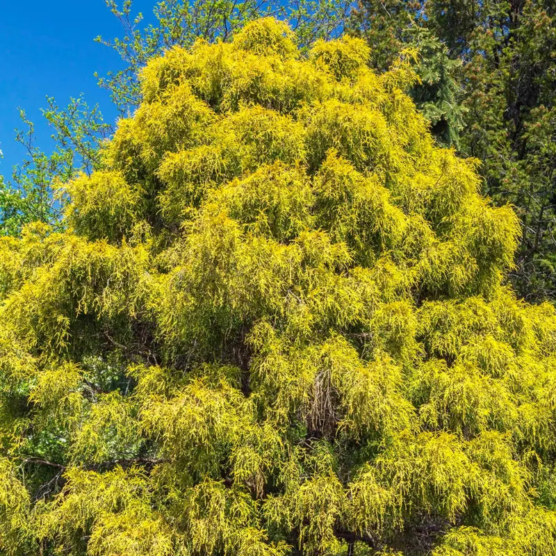 Lemon Thread False Cypress - Shop Trees | Spring Hill – Spring Hill Nursery