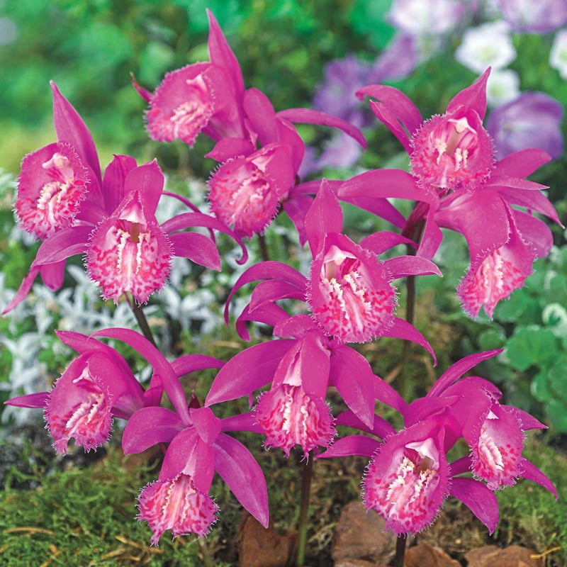 Tongariro Hardy Orchid