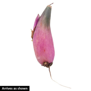 Tongariro Hardy Orchid