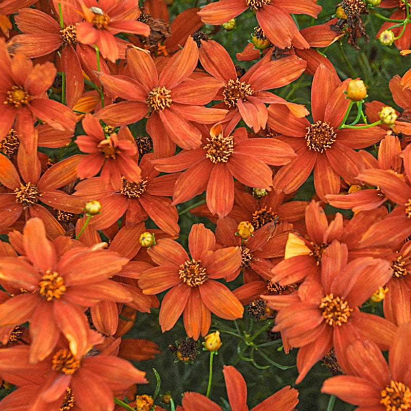 Crazy Cayenne Coreopsis