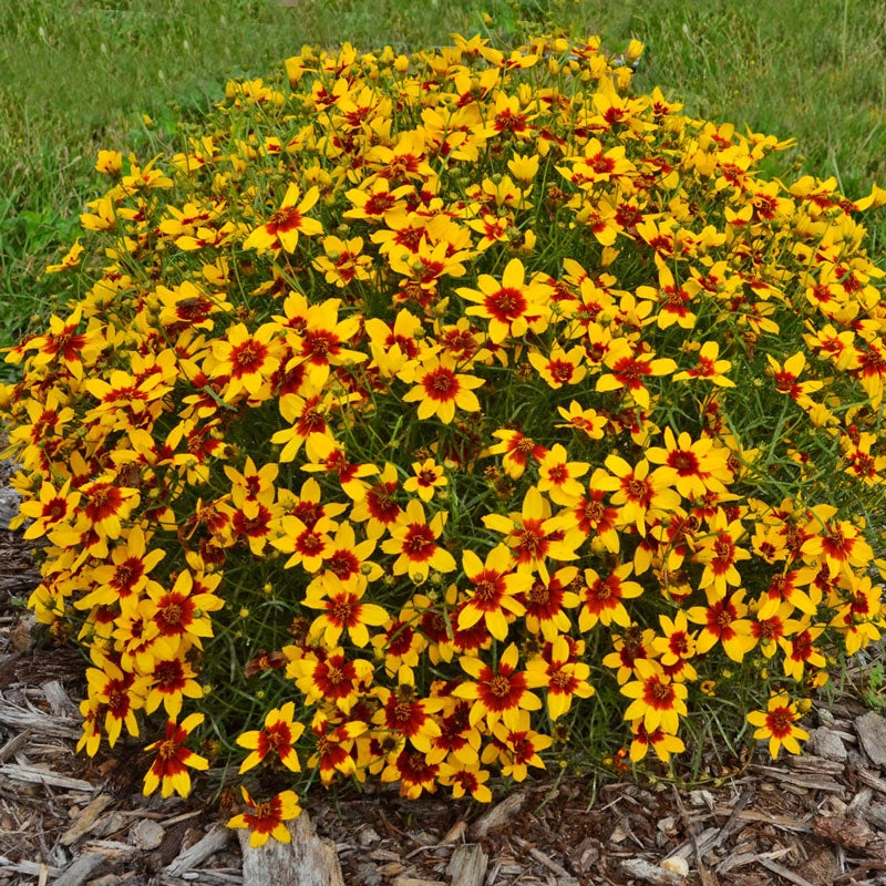 Curry Up Coreopsis