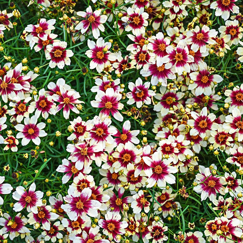 Red Hot Vanilla Coreopsis