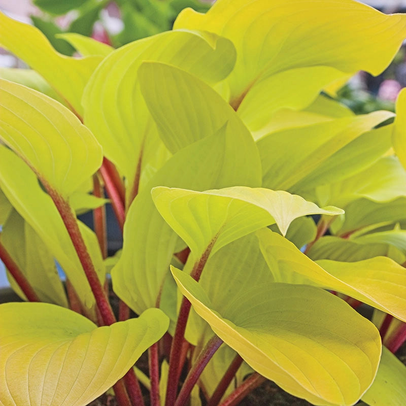 Fire Island Hosta