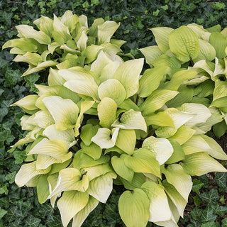 Fire Island Hosta