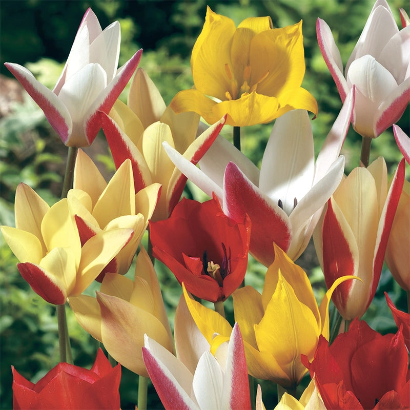 Mix Spring Bloom Buy All Spring Tulip Mix at Spring Hill Nursery