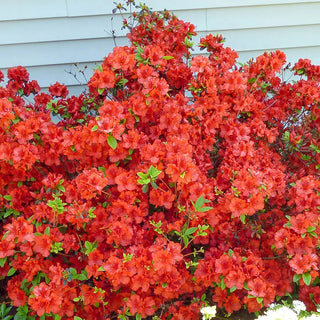 Girard Hot Shot Azalea