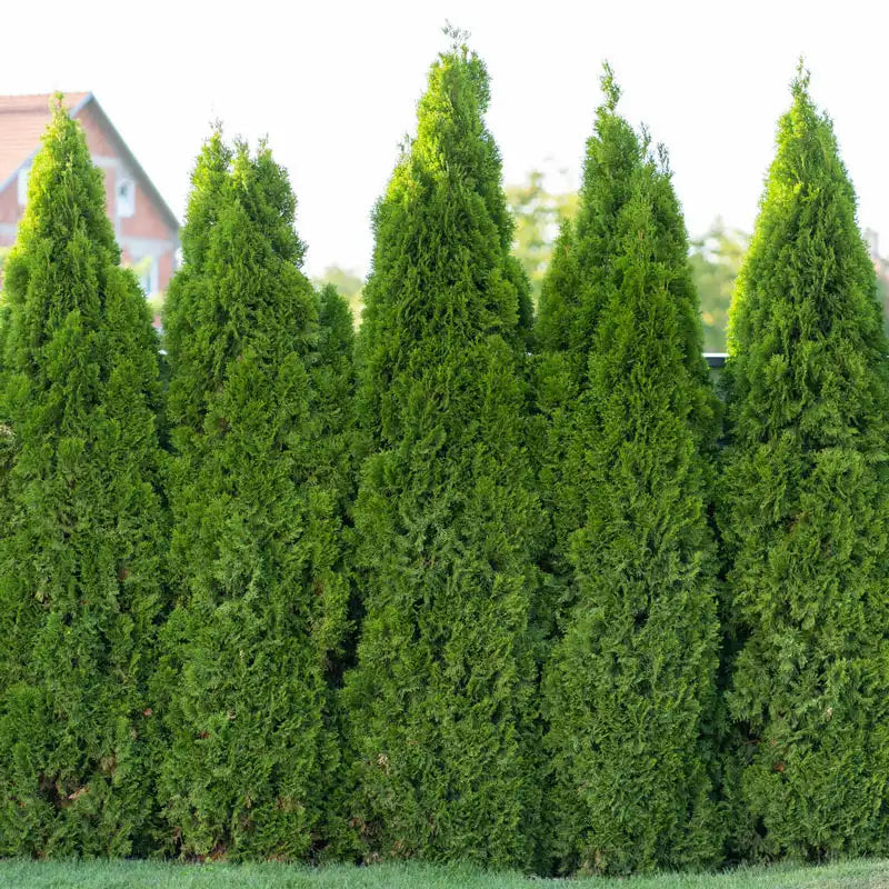 Emerald Green Arborvitae Hedge