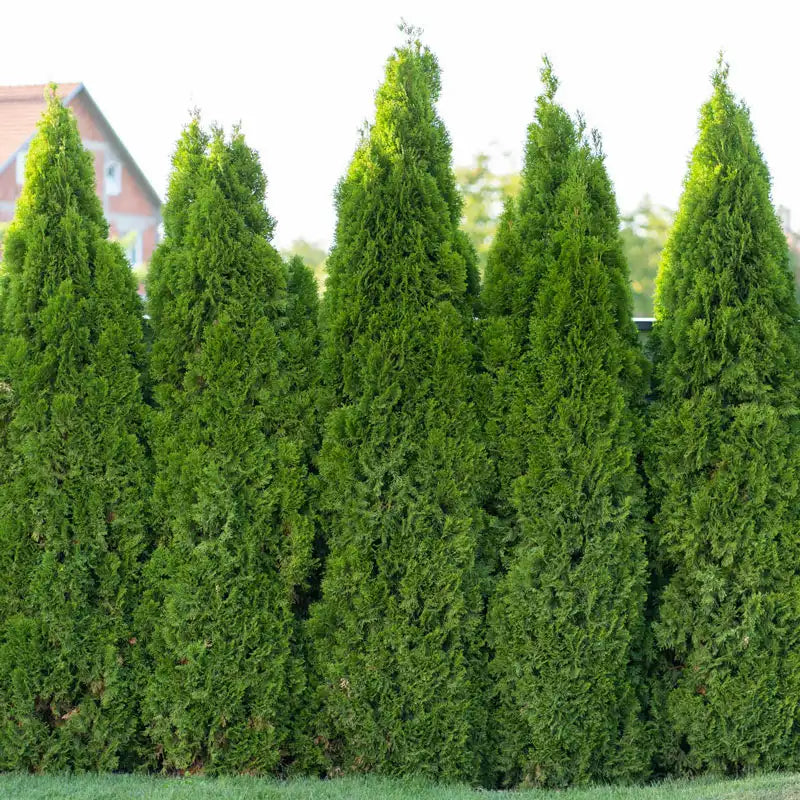 Evergreen Trees for Sale Online | Spring Hill Nurseries – Spring