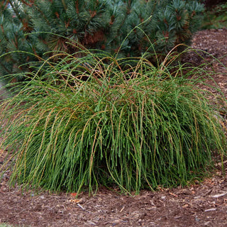 Whipcord Western Red Cedar
