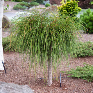 Whipcord Western Red Cedar