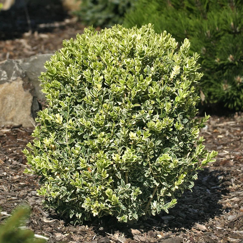 Variegated Boxwood – Spring Hill Nurseries