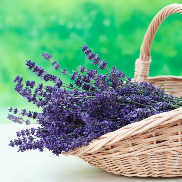 munstead english lavender plant Munstead Lavender - 1 Potted Plant | Lavandula angustifolia 'Munstead'