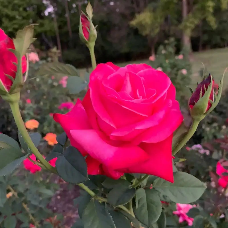 Queen Elizabeth Grandiflora Rose Fortuniana